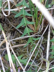 Taraxacum lacistophyllum