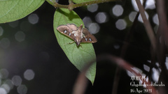 Glyphodes crithealis