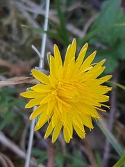 Taraxacum lacistophyllum