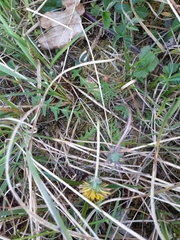 Taraxacum lacistophyllum