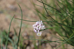 Allium polyrhizum