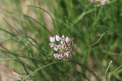 Allium polyrhizum