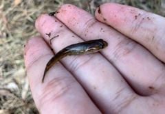 Channa striata