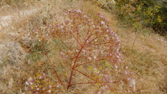 Prangos