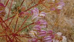 Prangos