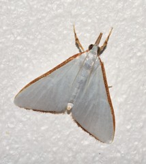 Cirrhochrista etiennei