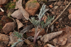 Corydalis schanginii
