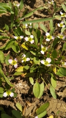 Damasonium alisma