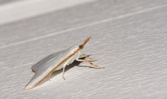 Cirrhochrista etiennei