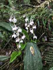 Calanthe aristulifera