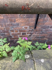 Geranium robertianum