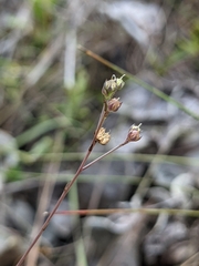 Linum arenicola