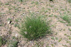 Allium polyrhizum