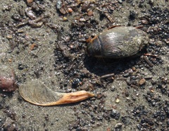 Dytiscus marginalis