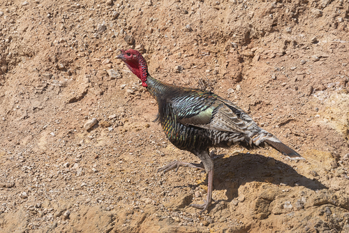 Wild Turkey photographed in Wyoming
