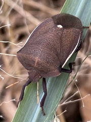 Basicryptus costalis