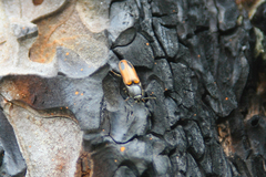 Ampedus occidentalis