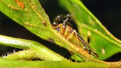 Bocydium globulare