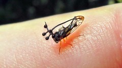 Bocydium globulare