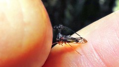 Bocydium globulare