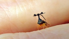 Bocydium globulare