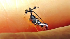 Bocydium globulare