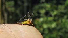 Bocydium globulare
