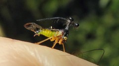 Bocydium globulare