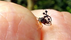 Bocydium globulare