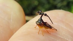 Bocydium globulare