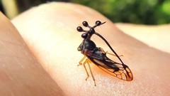 Bocydium globulare