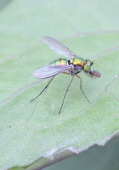 Chrysosoma globiferum