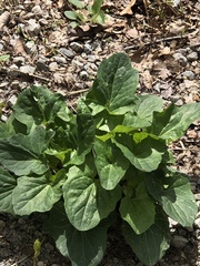 Arnoglossum reniforme