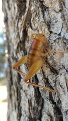 Ceuthophilus californianus