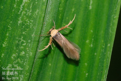 Stathmopoda similignominiosa