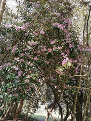 Choniastrum