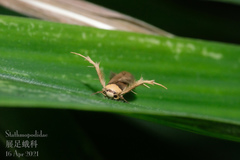 Stathmopoda similignominiosa
