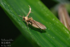 Stathmopoda similignominiosa