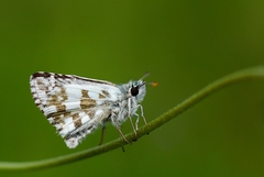 Pyrgus alveus