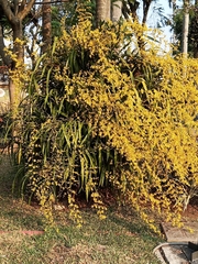 Oncidium sphacelatum