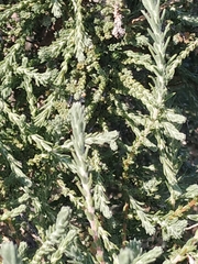 Angiospermae