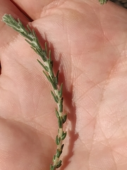 Angiospermae