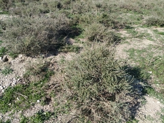 Angiospermae