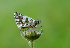 Pyrgus alveus
