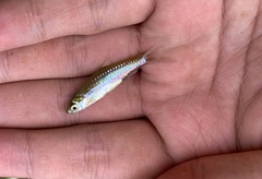 Rasbora borapetensis
