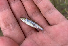 Rasbora borapetensis