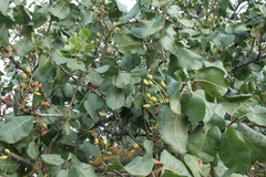 Pistacia vera