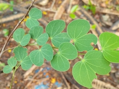 Bauhinia racemosa