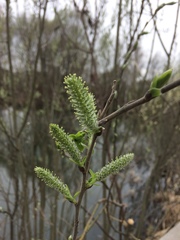Salix