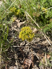 Lomatium grayi